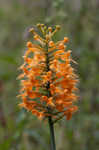 Yellow fringed orchid